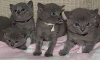 4 chatons de race chartreux au Loof