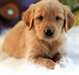 Chiots Golden Retriever - photo 1