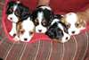 Chiots Cavalier king charles - photo 1