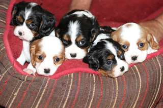 Chiots Cavalier king charles