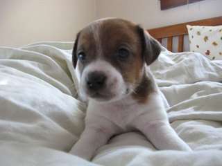 Chiots Jack Russell masculins et féminins.