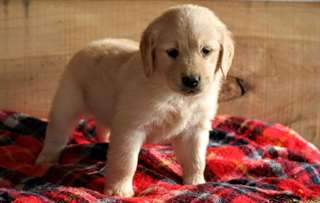 Golden Retriever pour adoption