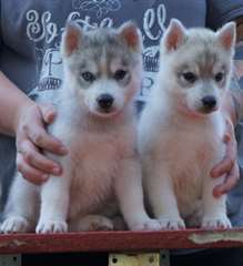 chiots Weimaraner Weimador Husky sibérien pour l'a