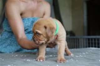 Superbes chiots type dogue de bordeaux fauve