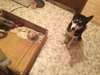 6magnifiques chiots husky siberien lof a reserve - photo 1