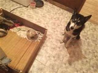 6magnifiques chiots husky siberien lof a reserve