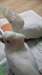 Main cabra b&#233;b&#233; Ducorps Cockatoo pour adoption - photo 1