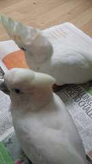 Main cabra b&#233;b&#233; Ducorps Cockatoo pour adoption