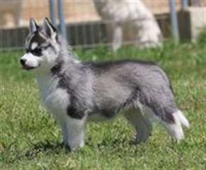 Adorable chiot type husky de sibérien