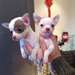 REGALO Cuccioli dolce e bella chihuahua toy - photo 1