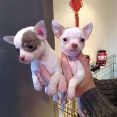 REGALO Cuccioli dolce e bella chihuahua toy
