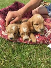 Cockapoos available for adoption