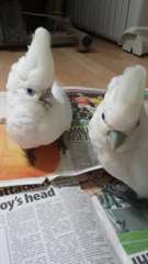Main cabra b&#233;b&#233; Ducorps Cockatoo pour adoption