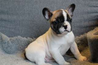 À donner chiot (Femelle) type bouledogue français