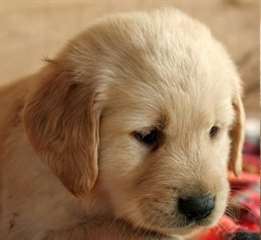 Golden Retriever pour adoption