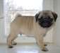 chiots carlin pour adoption. - photo 1