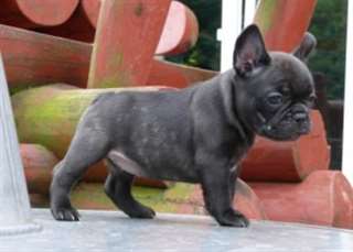 Purebred chiots AKC Bouledogue français Disponible