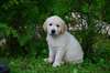 golden retriever - photo 1