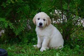 golden retriever