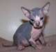 exceptionnelle chaton sphynx pour re-homing - photo 1