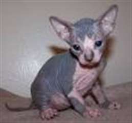exceptionnelle chaton sphynx pour re-homing
