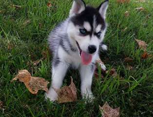 Siberian  Husky