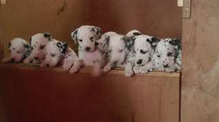 Meilleur des meilleurs chiots dalmatiens