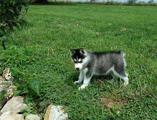 Siberian  Husky