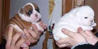 Chiots bulldog anglais