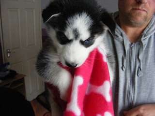 Chiots Husky sibérien