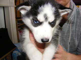 Chiots Husky sibérien