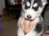 Chiots Husky sibérien - photo 1