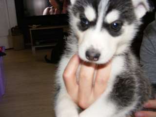Chiots Husky sibérien