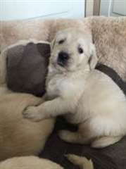 Les chiots golden retriever mâle et femelle