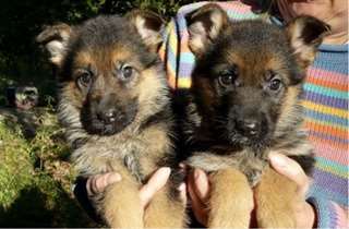 A donner une petite femelle chiot berger allemand
