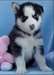 Chiots Siberian husky - photo 1
