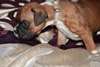 Chiots Boxer pour adoption. - photo 1