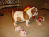 Bulldogs anglais masculins et féminins. - photo 1