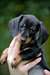 chiots teckel pour adoption - photo 1