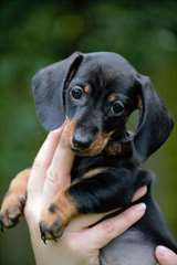 chiots teckel pour adoption