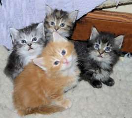 maine coon disponible pour vous Disponible