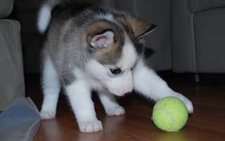 Chiots husky de Sibérie masculins et féminins.
