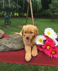 golden retriever