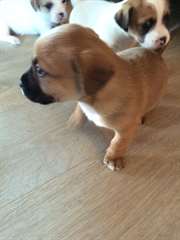 A réserver chiots type jacq russel