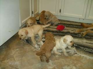 Chiots Labradoodle (mâle et femelle)