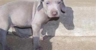 Yeux bleus chiots Weimaraner