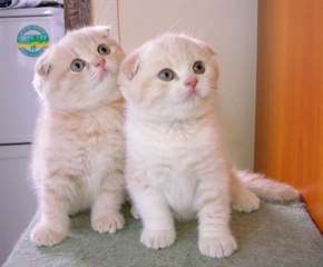 Disponibles adorables chatons Scottish