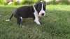 Great dane chiots sains disponibles à la vente - photo 2