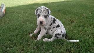 Great dane chiots sains disponibles à la vente