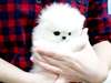 Chiots Pomeranian - photo 1